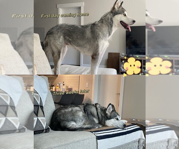 Medium Photo #2 Huskies -Unknown Mix Puppy For Sale in Salt Lake City, UT, USA