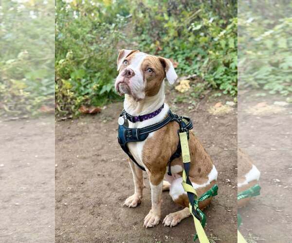 Medium Photo #2 American Pit Bull Terrier Puppy For Sale in Rockville, MD, USA