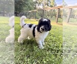 Puppy Rizzo Aussiedoodle