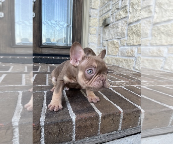 Medium Photo #16 French Bulldog Puppy For Sale in SAN JOSE, CA, USA