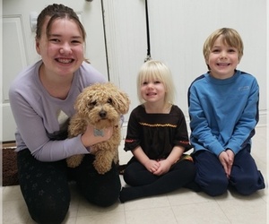 Father of the Goldendoodle puppies born on 04/23/2019