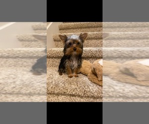 Yorkshire Terrier Puppy for sale in SAN ANTONIO, TX, USA