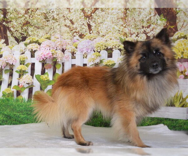 Medium Photo #1 Pomeranian-Unknown Mix Puppy For Sale in Oroville, CA, USA