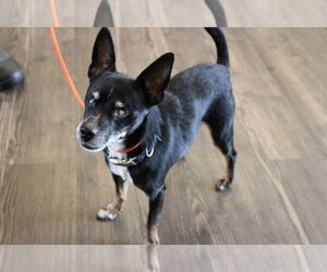 Chihuahua Dogs for adoption in Chestertown, MD, USA