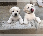 Small Photo #5 Labrador Retriever Puppy For Sale in MORENO VALLEY, CA, USA