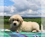 Small #1 English Cream Golden Retriever