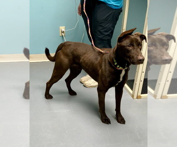 Medium Photo #2 Great Dane-Labrador Retriever Mix Puppy For Sale in Brewster, NY, USA