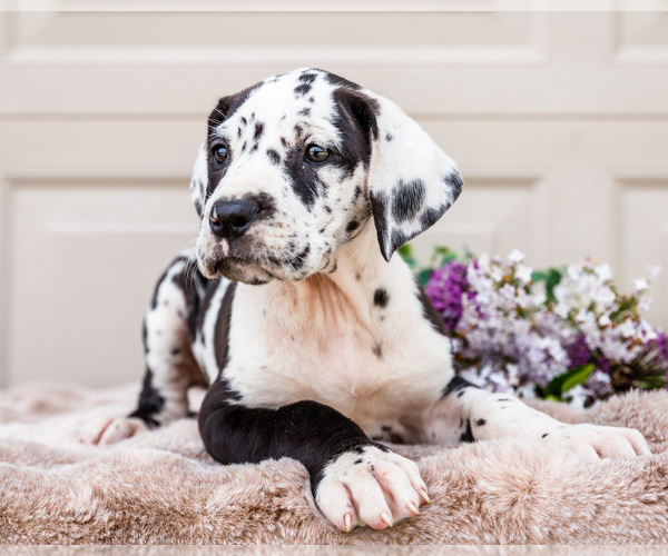 Medium Photo #1 Great Dane Puppy For Sale in WAKARUSA, IN, USA