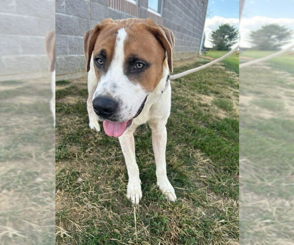 Medium Photo #2 American Pit Bull Terrier-Saint Bernard Mix Puppy For Sale in Evansville, IN, USA