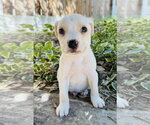 Small Chihuahua Mix