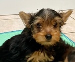 Small #3 Yorkshire Terrier