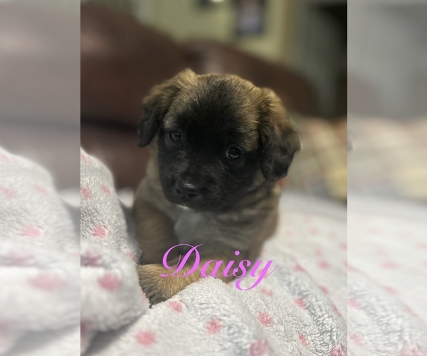 Medium Photo #9 Miniature Australian Shepherd-Mutt Mix Puppy For Sale in WACO, TX, USA