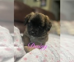 Small Photo #9 Miniature Australian Shepherd-Mutt Mix Puppy For Sale in WACO, TX, USA