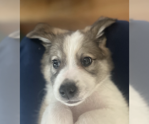 Medium Photo #1 Great Pyrenees-Unknown Mix Puppy For Sale in Brooklyn, NY, USA