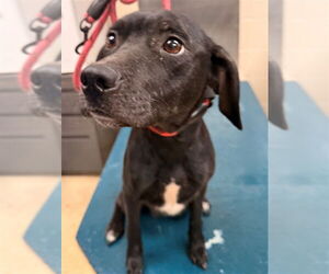 Labrador Retriever-Unknown Mix Dogs for adoption in Mobile, AL, USA