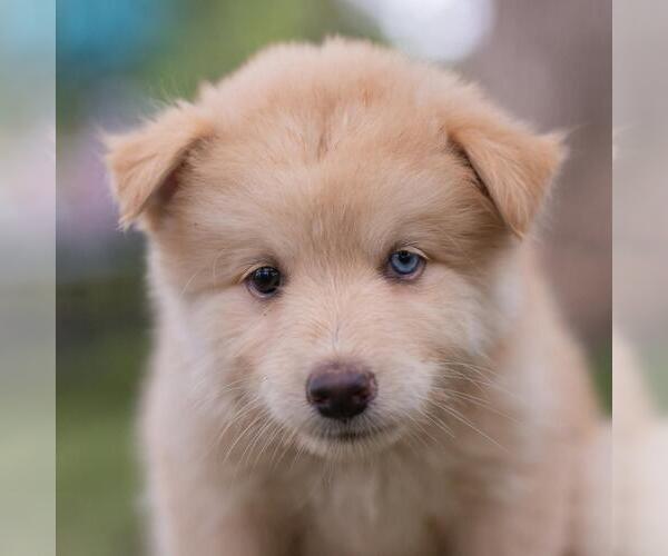 Medium Photo #4 Siberian Husky-Unknown Mix Puppy For Sale in San Diego, CA, USA