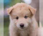 Small #3 Siberian Husky Mix