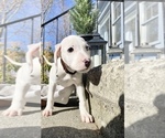 Small Photo #3 Dalmatian Puppy For Sale in NEW MILFORD, CT, USA