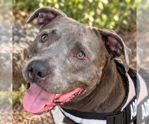 Bunny - Adopt Me! - Female American Staffordshire Terrier-Unknown Mix Dog for Adoption - Photo #45