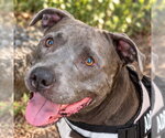 Small Photo #45 American Staffordshire Terrier-Unknown Mix Puppy For Sale in Lake Forest, CA, USA