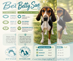 Small #4 Treeing Walker Coonhound
