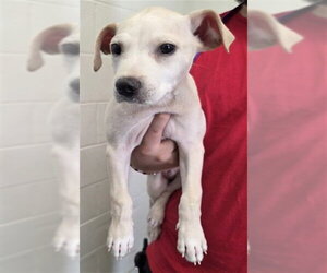 Labrador Retriever-Unknown Mix Dogs for adoption in San Bernardino, CA, USA