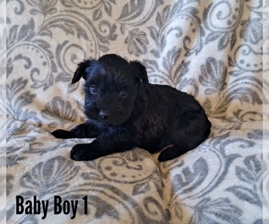 Schnauzer (Miniature) Puppy for sale in LAKEVILLE, OH, USA