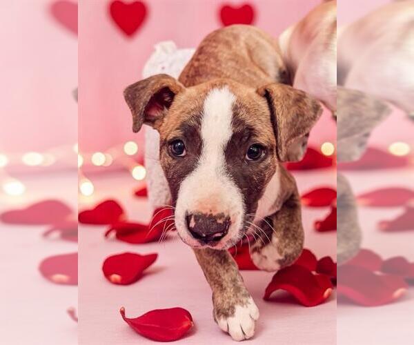 Medium Photo #1 Mutt Puppy For Sale in Bakersfield, CA, USA