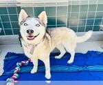 Small #2 Siberian Husky