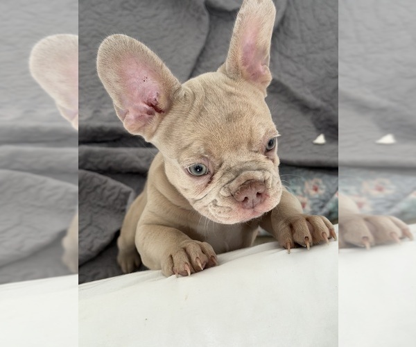 Medium Photo #9 French Bulldog Puppy For Sale in ARVERNE, NY, USA