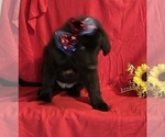 Small #7 Newfoundland