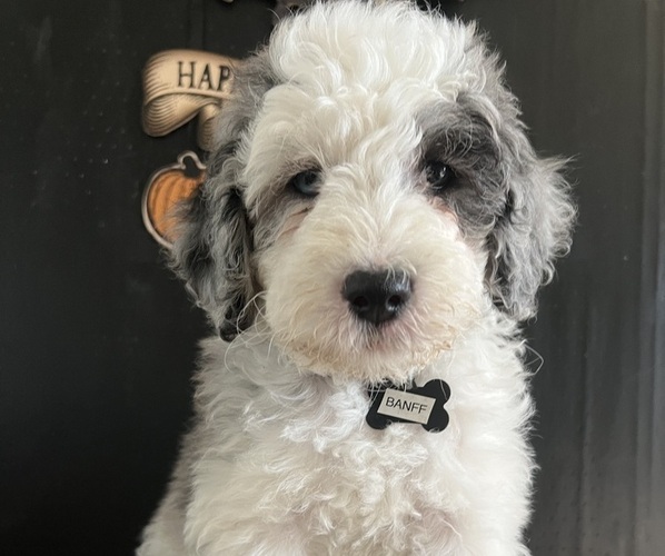 Medium Photo #25 Sheepadoodle Puppy For Sale in HUNTINGTON BEACH, CA, USA