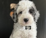 Small #24 Sheepadoodle