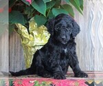 Small Photo #1 Goldendoodle-Poodle (Standard) Mix Puppy For Sale in HONEY BROOK, PA, USA