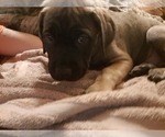 Small Photo #14 Cane Corso Puppy For Sale in MEDARYVILLE, IN, USA