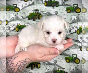 Maltese Puppy for sale in WINNSBORO, LA, USA