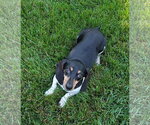 Olivia - Female Dachshund Dog for Adoption - Small photo