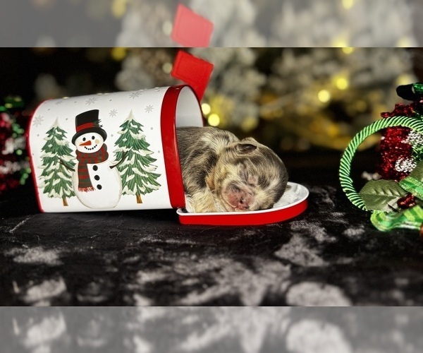 Medium Photo #2 French Bulldog Puppy For Sale in SPRINGFIELD, MO, USA