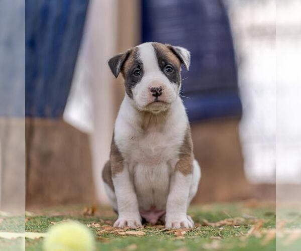 Medium Photo #8 Boxer-Unknown Mix Puppy For Sale in San Diego, CA, USA