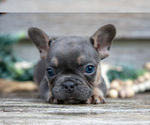 Small Photo #26 French Bulldog Puppy For Sale in BALTIC, OH, USA