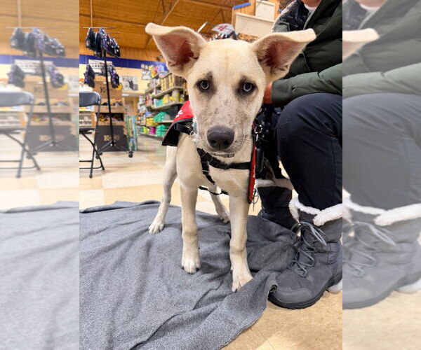 Medium Photo #5 Mutt Puppy For Sale in Lawrenceville, NJ, USA