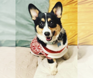 Father of the Pembroke Welsh Corgi puppies born on 04/09/2023