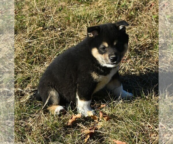 Medium Photo #9 Shiba Inu Puppy For Sale in THREE RIVERS, MI, USA
