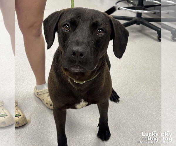 Medium Photo #1 Labrador Retriever-Retriever  Mix Puppy For Sale in Washington, DC, USA