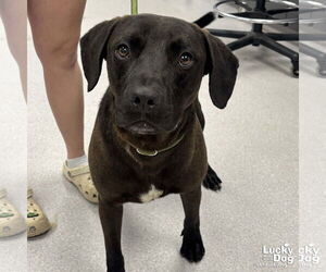 Labrador Retriever-Retriever  Mix Dogs for adoption in Washington, DC, USA