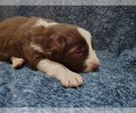 Small #11 Border Collie