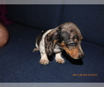 Small Photo #1 Dachshund Puppy For Sale in LANSING, MI, USA