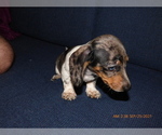 Puppy 3 Dachshund