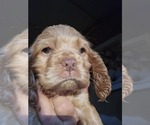 Small #1 Colonial Cocker Spaniel