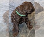 Small Photo #6 Labradoodle Puppy For Sale in JOPLIN, MO, USA